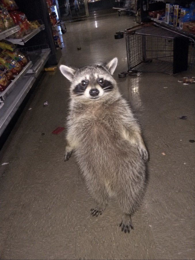 Bandit at checkout